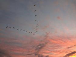Birds flying in formation at FMB mooring field