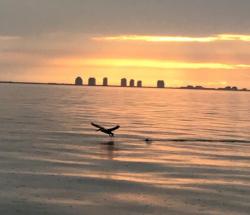 Sunrise over Lovers Key, including pelican and rain drops