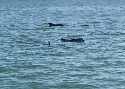 Dolphins sighted off of Sanibel Island enroute to FMB