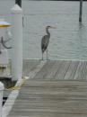 Friendly Great Blue Heron on the Tween Waters dock
