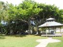 Banyan tree in Naples historic district