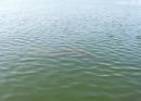 Saw 3 manatee in the ICW, hard to see the two shapes in the water.