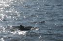 Dolphins in Charlotte Harbor