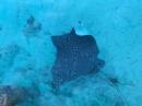 Spotted ray at the Staniel Cay Yacht Club Marina