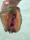 Large hermit crab in a conch shell