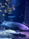 Huge grouper in Atlantis aquarium