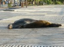 Überall liegen hier die Seelöwen rum. Es stinkt überall am Hafen nach den Hinterlassenschaften der Tiere.