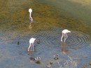 Auf Isabela gibt es in einem kleinen Teich Flamingos.