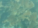 Große Korallen auf der Ostseite Antiguas