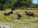 Bei unserer zweiten Wanderung auf Nevis haben wir viele Ziegenherden gesehen.