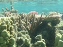 Jetzt kommen noch ein par Bilder vom Schnorcheln und Tauchen. Hier eine Korallenlandschaft.
