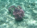 Korallen gibt es in vielen Farben und Formen, hier eine Koralle in pink.