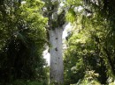 Dies ist Tane Mahuta oder auch Herr des Waldes. Für die Maoris sind diese Riesen der Wälder heilig.