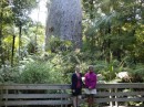 Im Waipoua Forest an der Westküste gibt es dann die beiden grössten und ältesten Kauris zusehen.