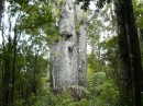 An einer anderen Stelle im Waipoua Forest steht Te Matua Ngahere zu deutsch Vater des Waldes.