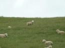 Hier gibt es natürlich viele Schafe. Es soll mehr Schafe als Menschen in Neuseeland geben.