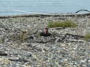 Hier sieht man einen brütenden Austernfänger. Bei Ebbe knacken diese Vögel Austern auf und ernähren sich ausschliesslich von ihnen.