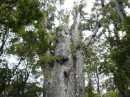 Dieser Kauri wird auf 1500 Jahre geschätzt. Der Stammumfang beträgt 16 Meter. Er ist nur 30 Meter hoch.