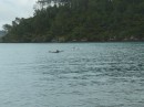 In der Ankerbucht bekommen wir Besuch von Delfinen, die dicht am Strand im flachen Wasser Fische jagen.