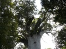Das Alter dieses Kauris wird aus 2000 Jahre geschätzt. Der Baum ist 50 Meter hoch und hat einen Stammumfang von 14 Metern.