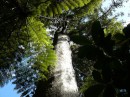 Hier sehen wir das erste Mal einen Kauri Baum. Dieses Exemplar ist mit geschätzten 500 Jahren noch relativ jung, aber schon sehr imposant. Kauris gibt es nur im Norden der Nordinsel Neuseelands.