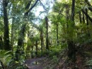 In Neuseeland gibt es viele verschiedene Baumfarne, die in richtigen Wäldern wachsen.