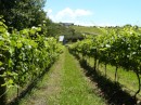 Auf Waiheke wird viel Wein angebaut.