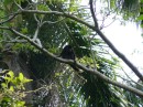 Im Dschungel auf dem Stützpunkt gibt es viele Brüllaffen.