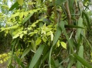 Auf Niue gibt es auch Vanille, hier sieht man eine Blüte.