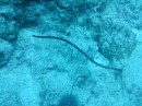 Hier sieht man die Niue Wasserschlange, die sehr giftig ist, aber überhaupt nicht agressiv und deshalb auch ehr harmlos ist.