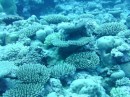 Korallen vor Niue.