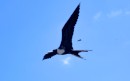Frigate bird soaring, Isla Isabel