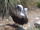 Blue Footed Boobie and chick
