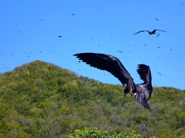 Frigate birds, Isla Isabel