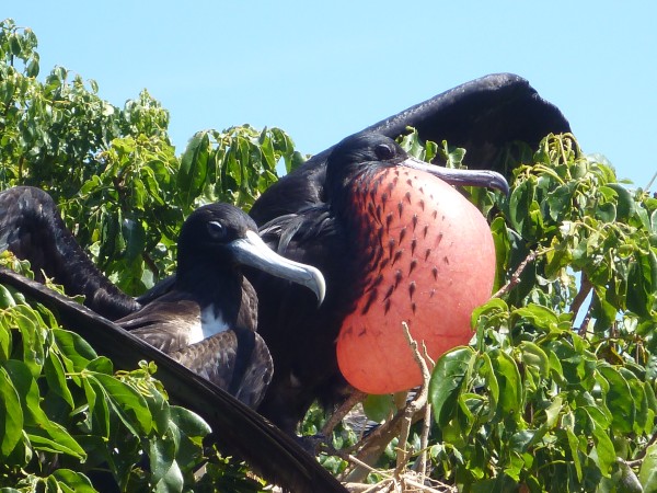 Male frigate bird proudly displaying his colors to female