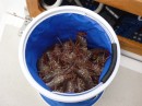 Alaskan spot prawns