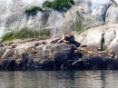 Seal lion haul out, Glacier Bay
