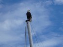 Bald eagle, fortunately it is not our mast