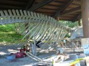 Humpback whale skeleton, Glacier Bay