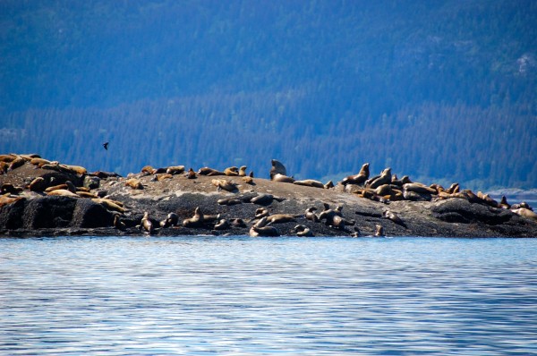 Sea lion haul out, Glacier Bay