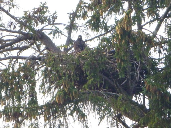 Juvenile eagle in nest
