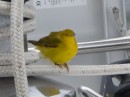Yellow Warbler came to visit our boat 20 miles off the California coast
