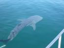 Whale shark.  One of many encounters.