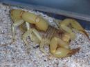 Pet scorpion at Alacran Resort