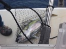 Fish On! Big Eye Tuna