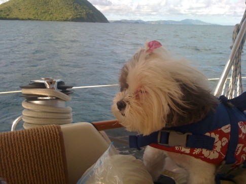 Sophie looks longingly toward the islands. Even she knows that landfall, and that much yearned for walk, is not far away!
