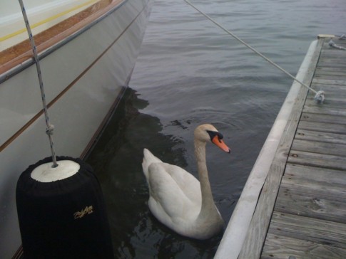 A swan greated Myananda at the Mansion Marina fuel dock.