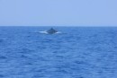 Judging from the dorsal fin and its size and color, this appeared to be a young blue whale. Blue whales are the largest creatures every to have lived on Earth.