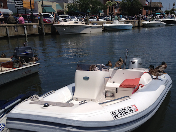 Stowaways: Ducks make themselves right at home on docked dinghies in the main basin in Annapolis harbor.