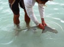 Chris at the Shark Lab in south Bimini shows us a juvenile lemon shark, temporarily in captivity before being tagged and released.